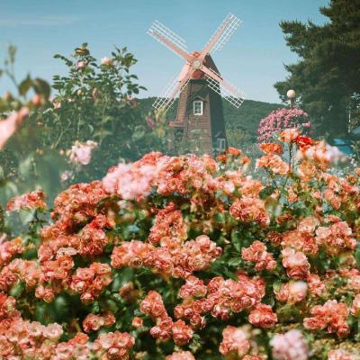 大发彩票官方官方平台app