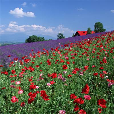 足球彩票正规app下载